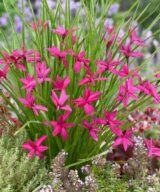 Rhodoxis 'Beverly' (Sterretjesgras)