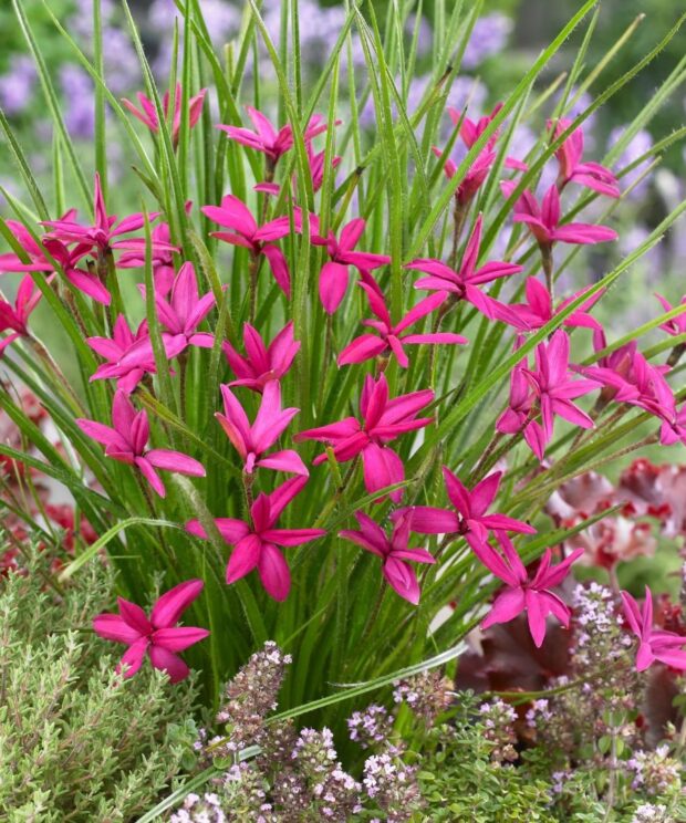 Rhodoxis 'Beverly' (Sterretjesgras)