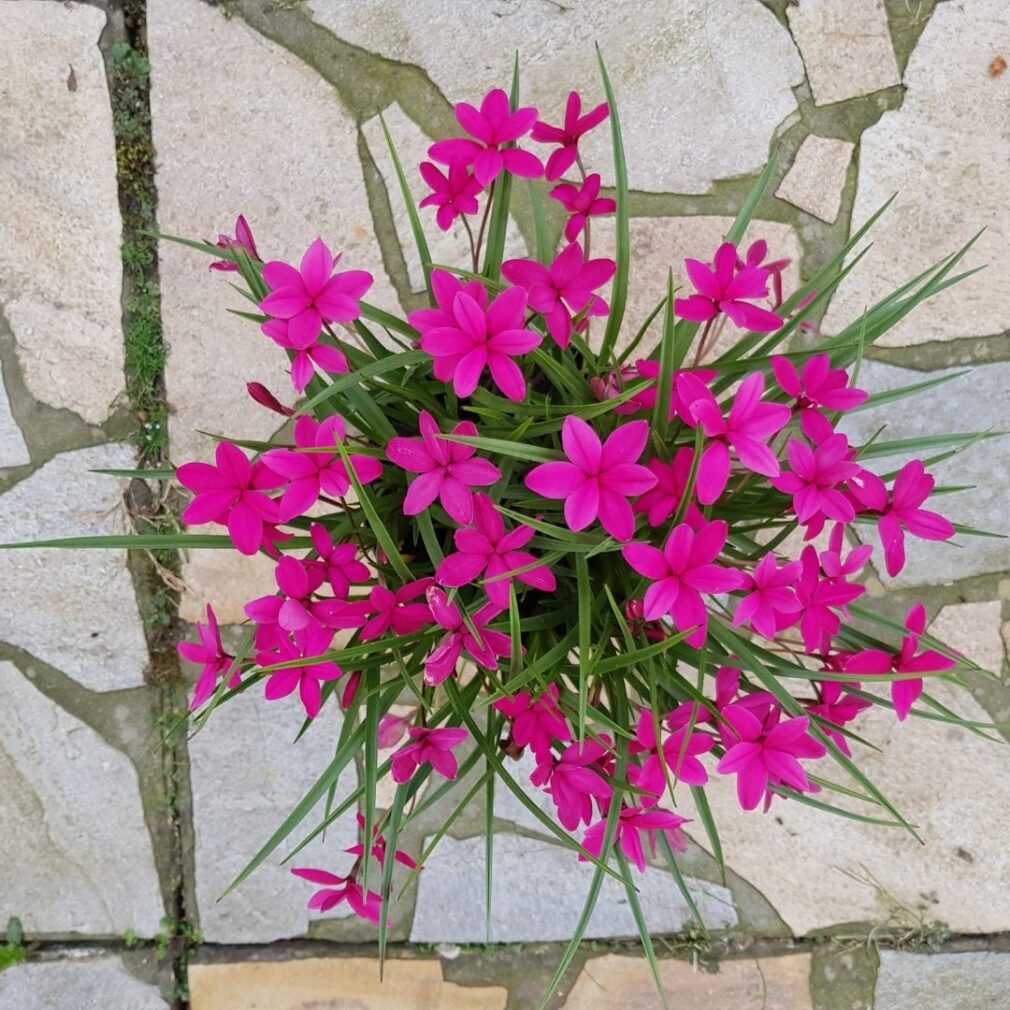 Rhodoxis 'Beverly' (Sterretjesgras)