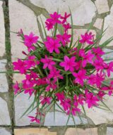 Rhodoxis 'Beverly' (Sterretjesgras)