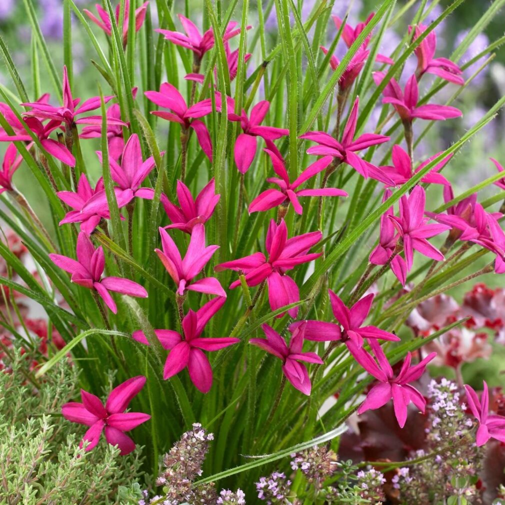 Rhodoxis 'Beverly' (Sterretjesgras)