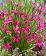 Rhodoxis 'Beverly' (Sterretjesgras)