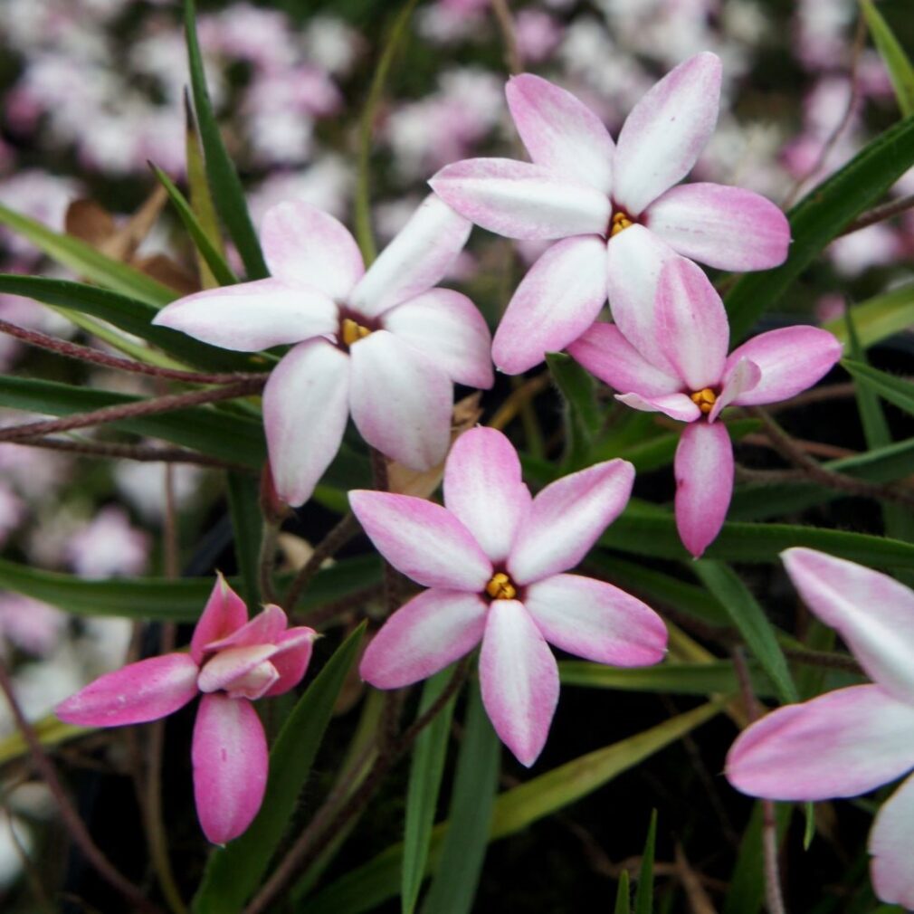 Rhodoxis 'Fairy Kisses' (Sterretjesgras)