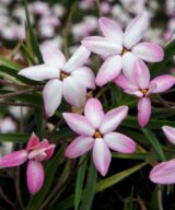 Rhodoxis 'Fairy Kisses' (Sterretjesgras)