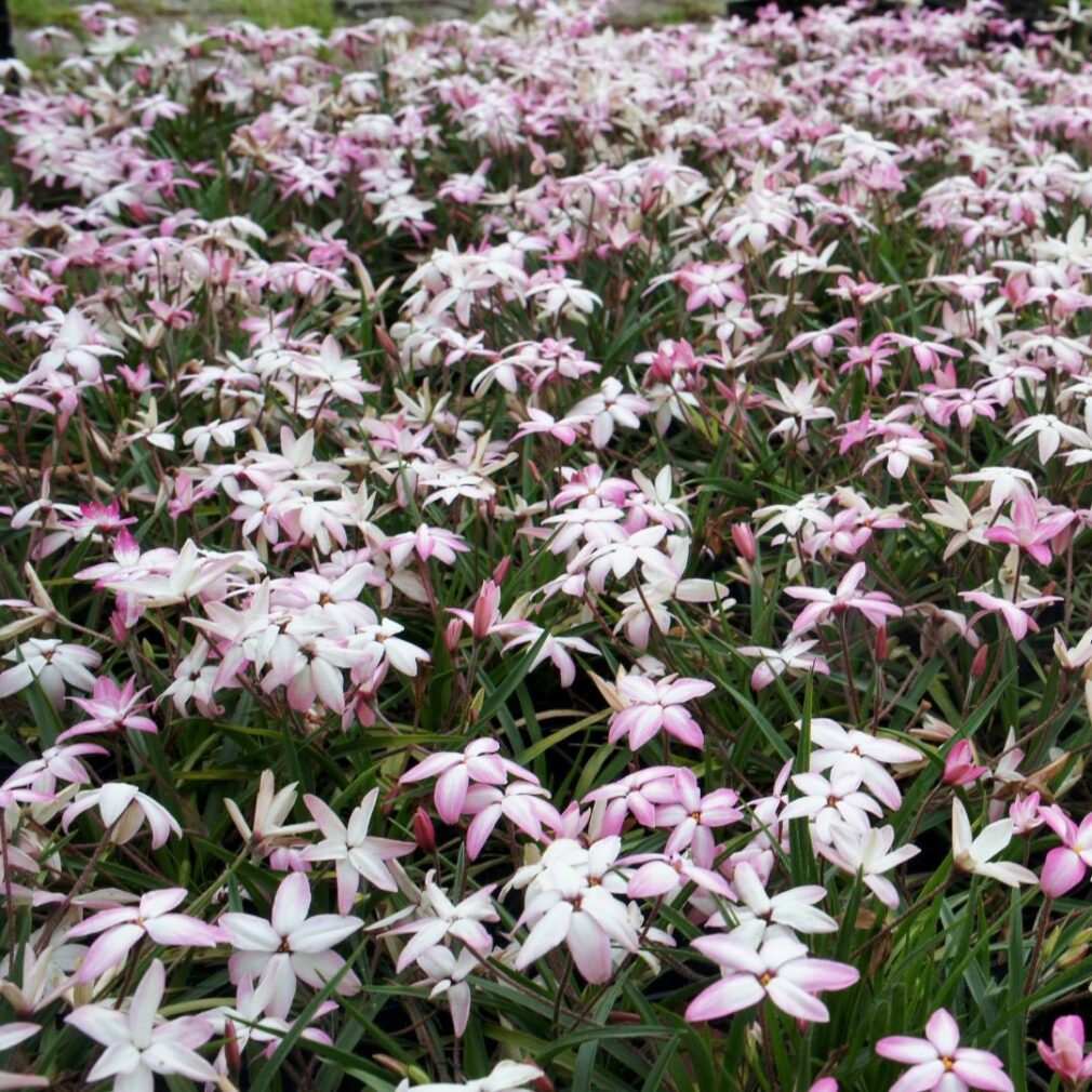 Rhodoxis 'Fairy Kisses' (Sterretjesgras)