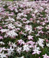 Rhodoxis 'Fairy Kisses' (Sterretjesgras)