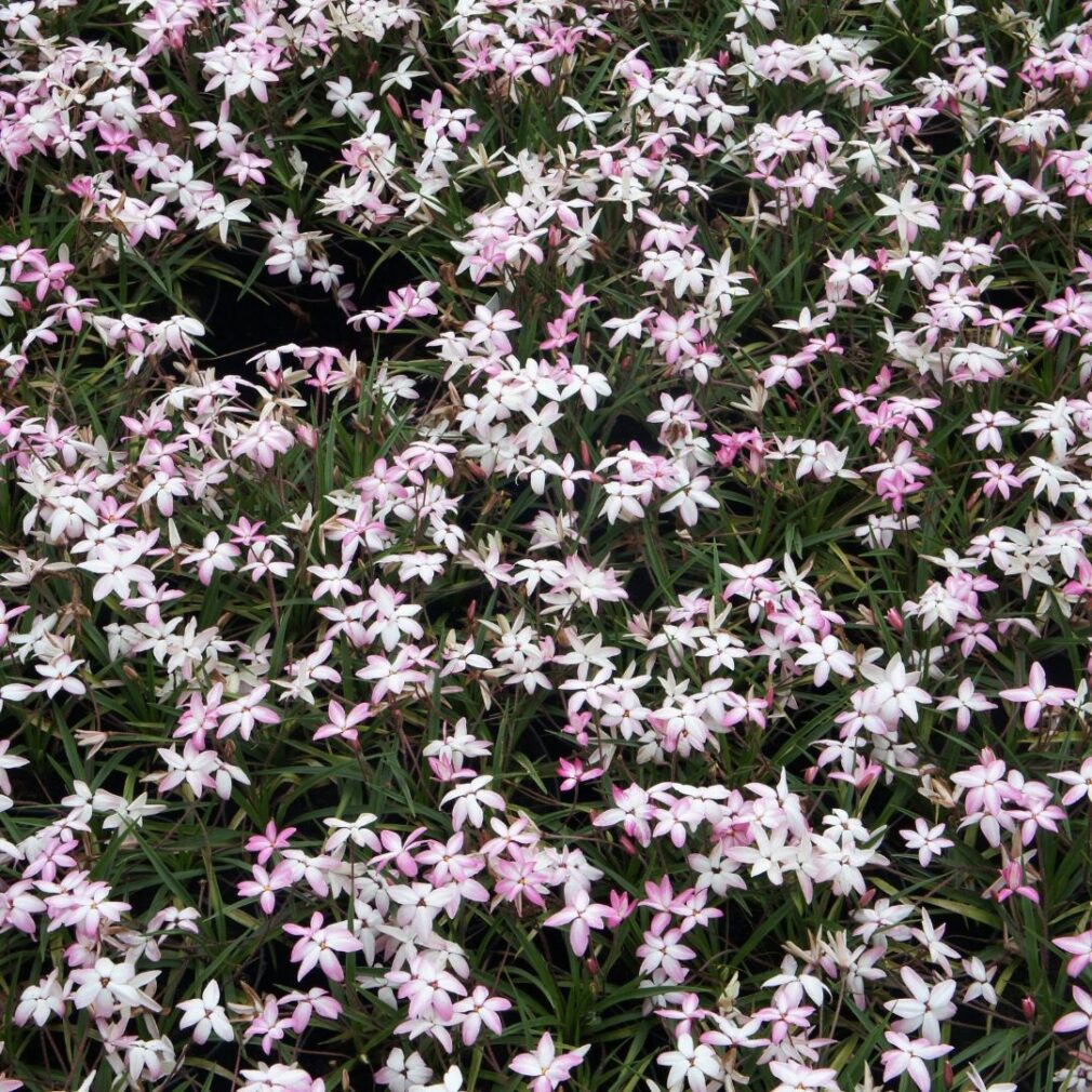 Rhodoxis 'Fairy Kisses' (Sterretjesgras)