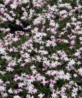 Rhodoxis 'Fairy Kisses' (Sterretjesgras)