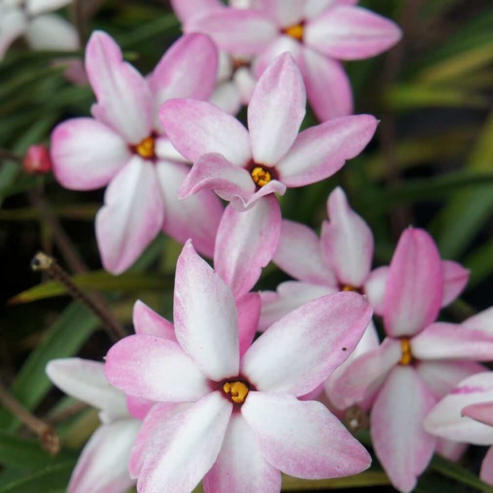 Rhodoxis 'Fairy Kisses' (Sterretjesgras)