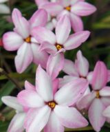 Rhodoxis 'Fairy Kisses' (Sterretjesgras)
