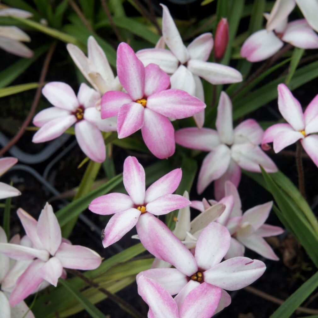 Rhodoxis 'Fairy Kisses' (Sterretjesgras)