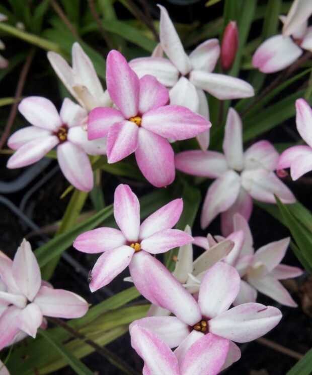 Rhodoxis 'Fairy Kisses' (Sterretjesgras)