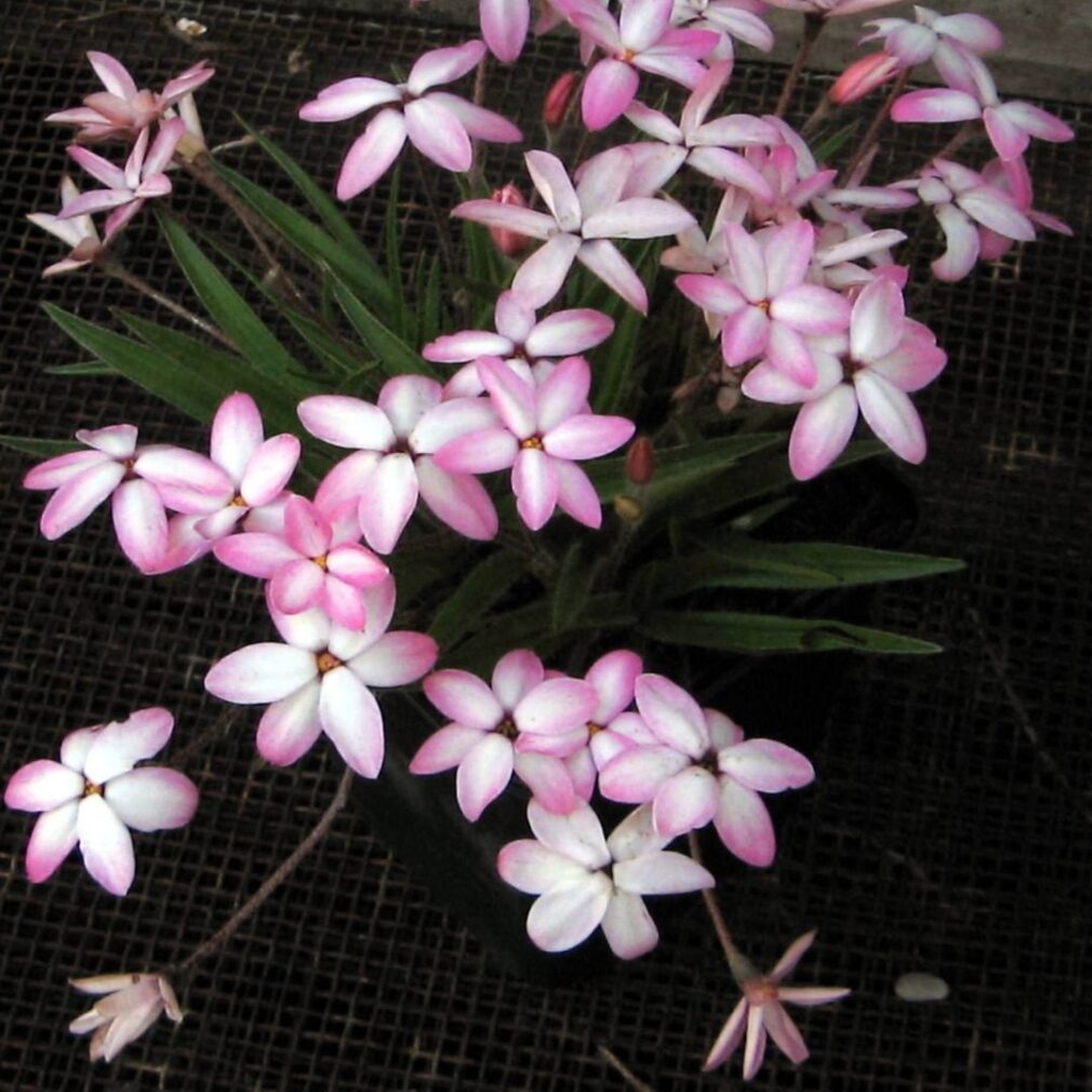 Rhodoxis 'Fairy Kisses' (Sterretjesgras)