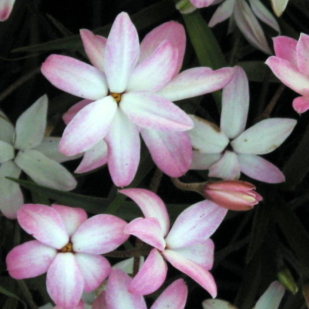 Rhodoxis 'Fairy Kisses' (Sterretjesgras)