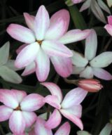 Rhodoxis 'Fairy Kisses' (Sterretjesgras)