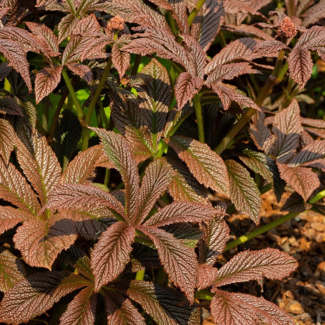 Rodgersia 'Bronze Peacock' (Schout-bij-Nacht)