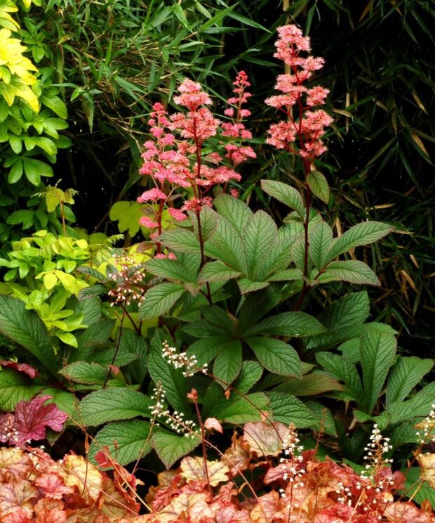 Rodgersia 'Bronze Peacock' (Schout-bij-Nacht)