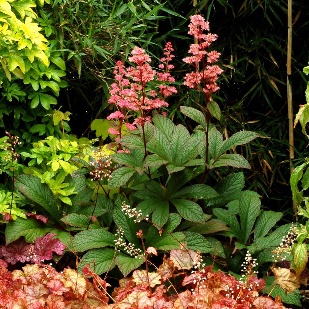 Rodgersia 'Bronze Peacock' (Schout-bij-Nacht)