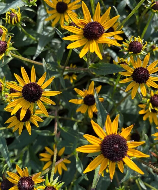 Rudbeckia fulgida 'Little Goldstar' (Zonnehoed)