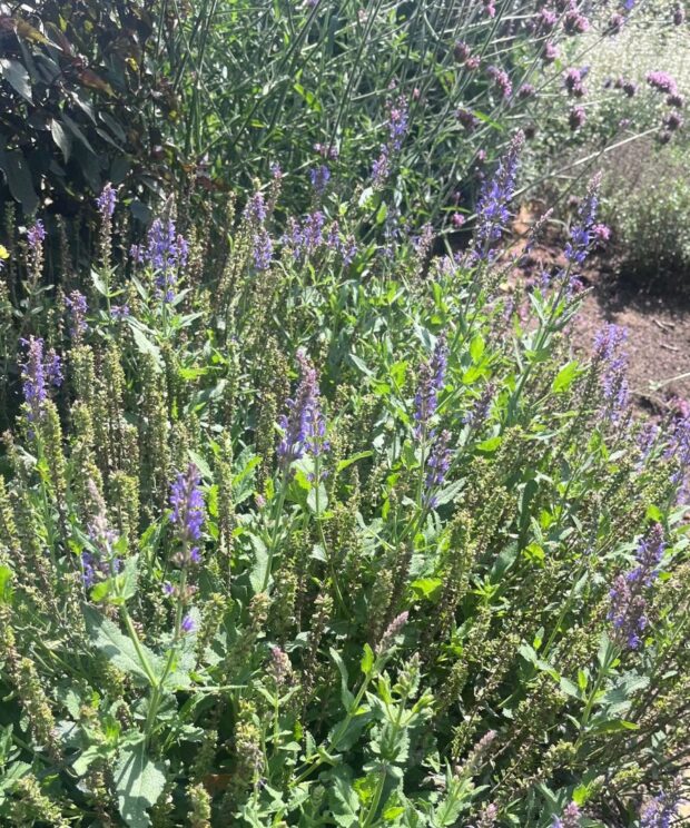 Salvia nemorosa (Salie)