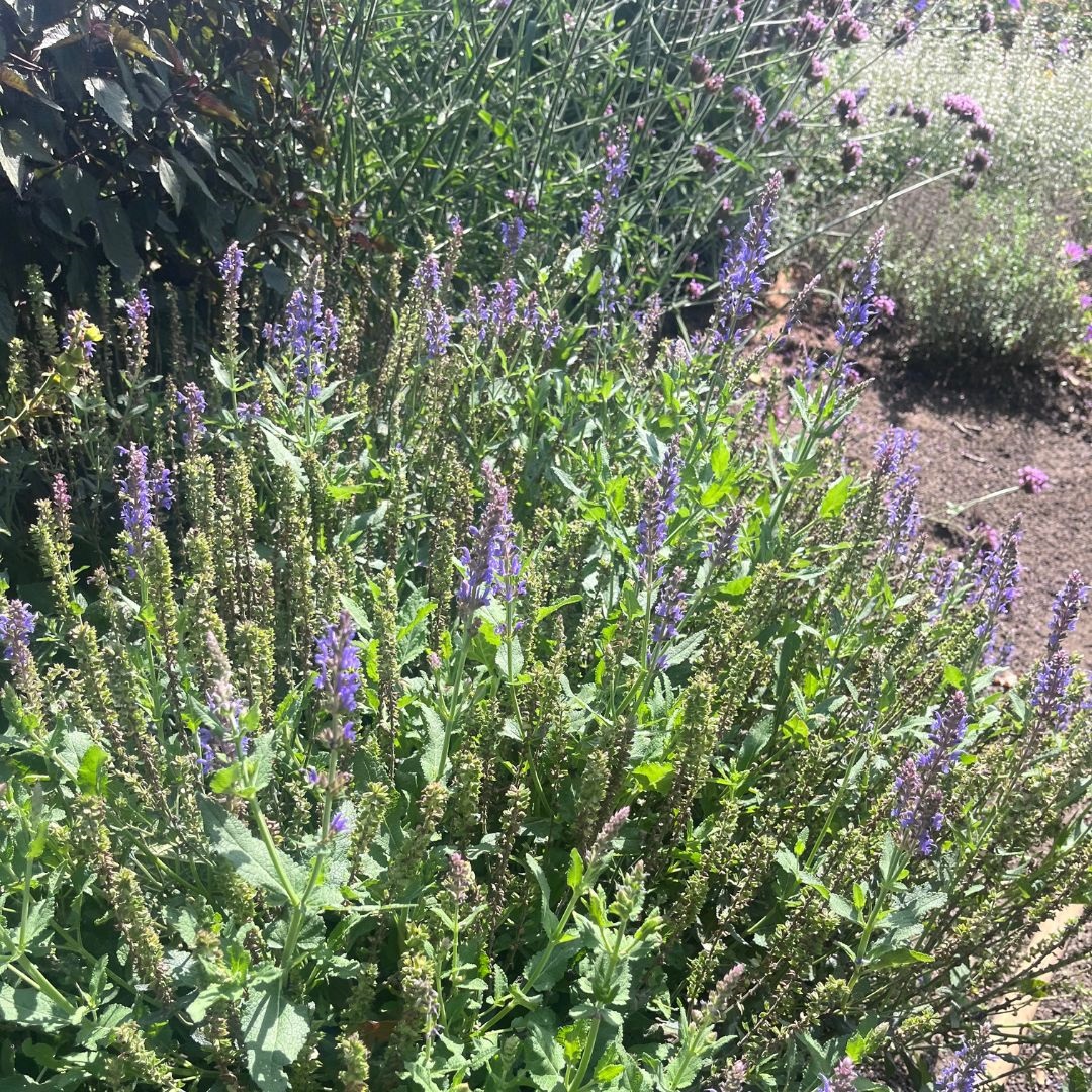 Salvia nemorosa (Salie)