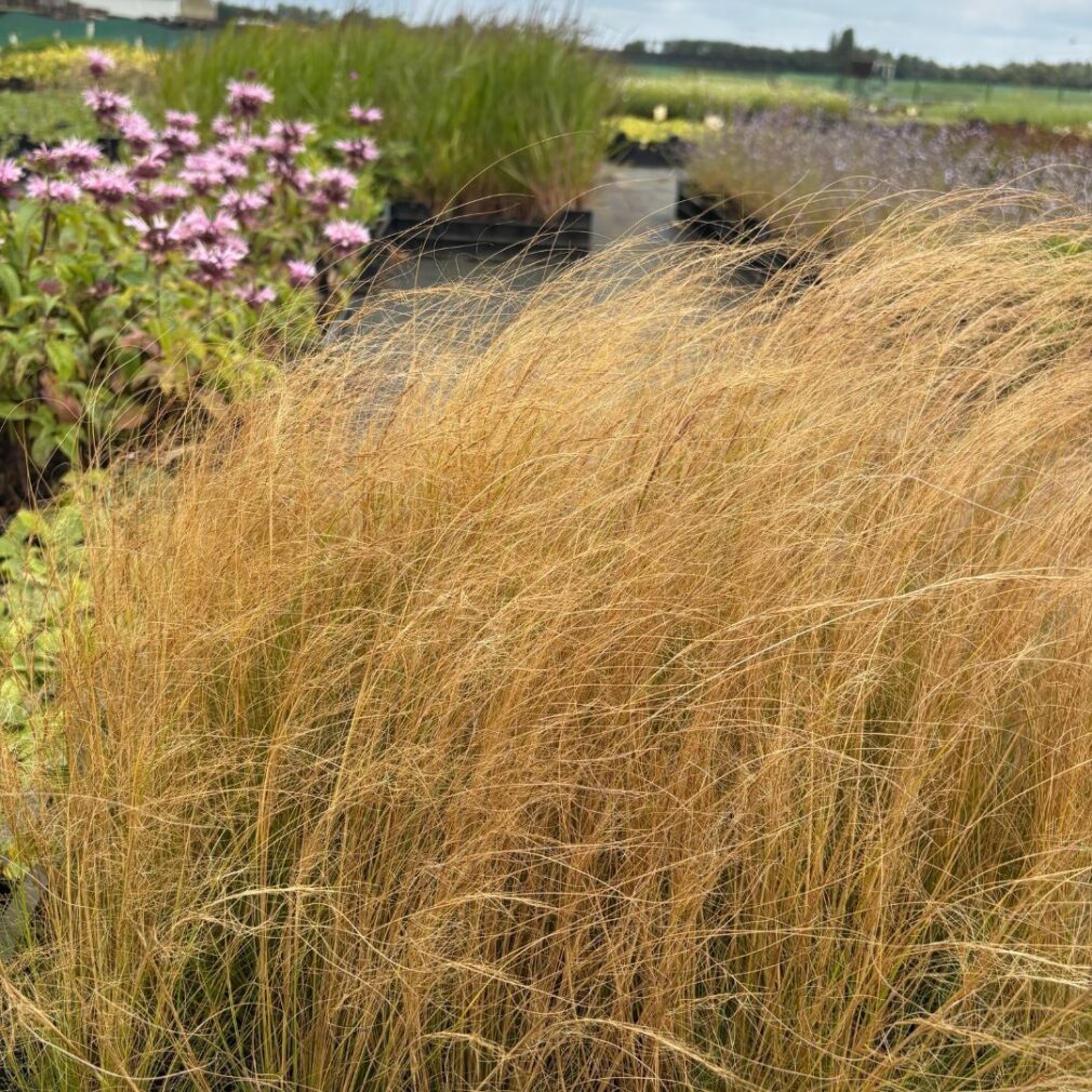 Stipa tenuissima (Vedergras)