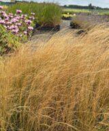 Stipa tenuissima (Vedergras)