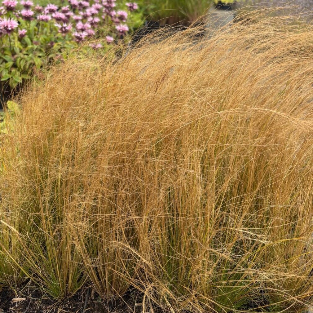 Stipa tenuissima (Vedergras)
