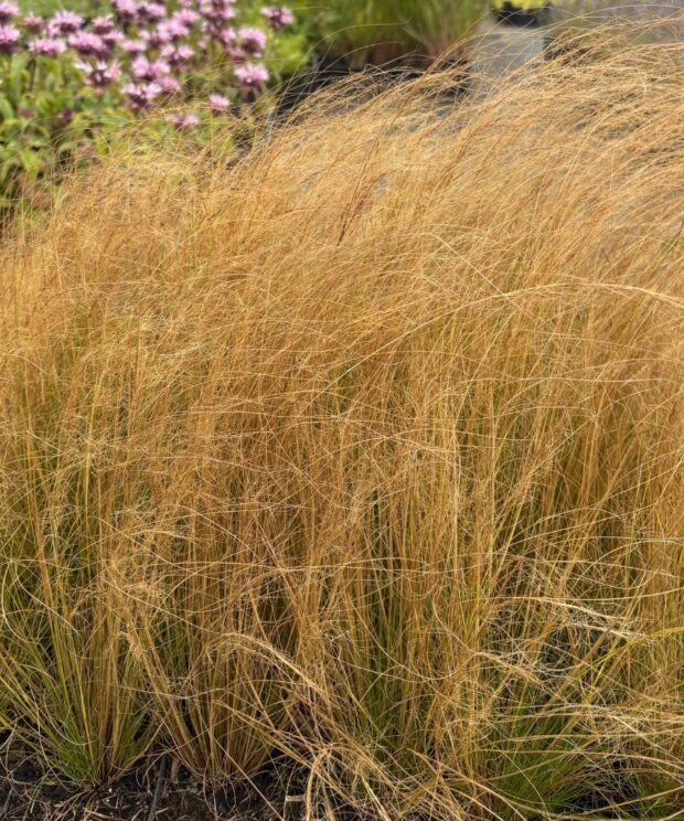 Stipa tenuissima (Vedergras)