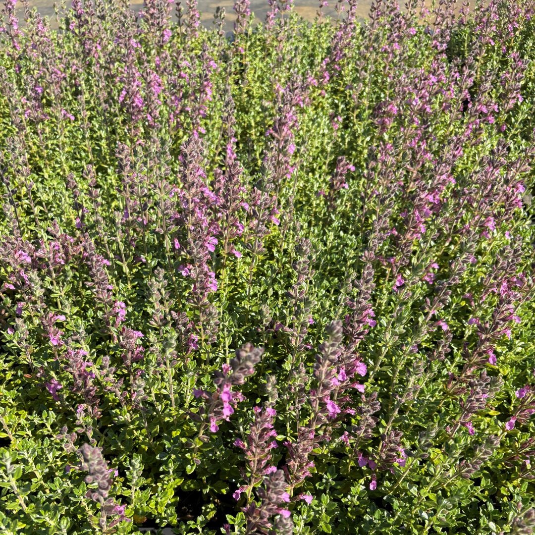 Teucrium lucidrys (Gamander)