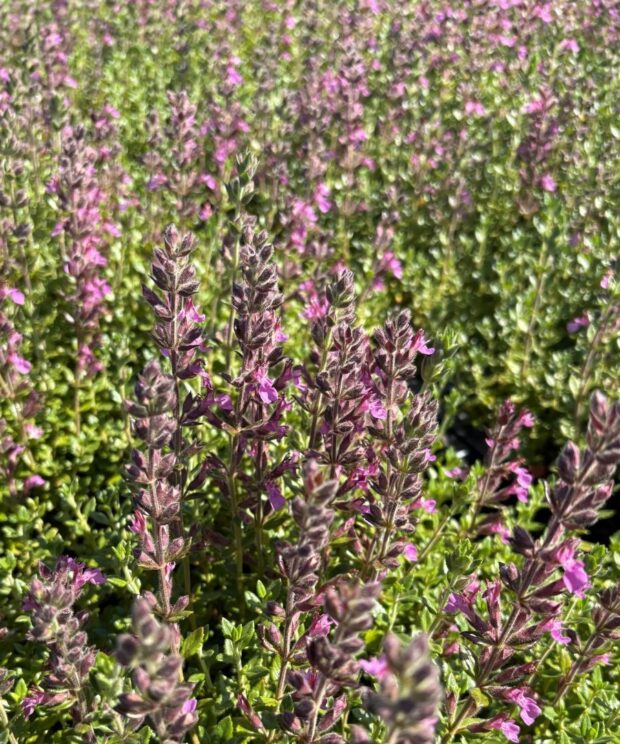 Teucrium lucidrys (Gamander)