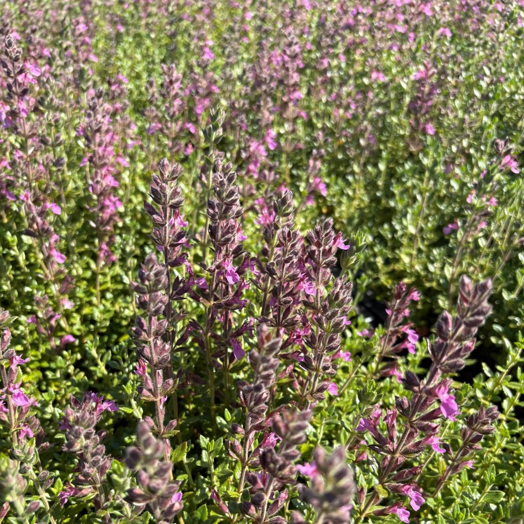 Teucrium lucidrys (Gamander)