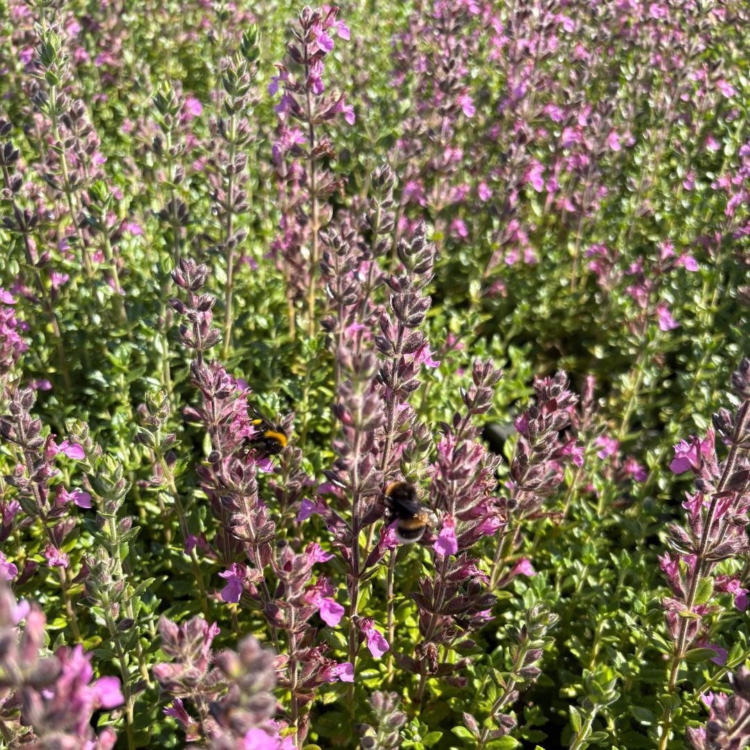 Teucrium lucidrys (Gamander)