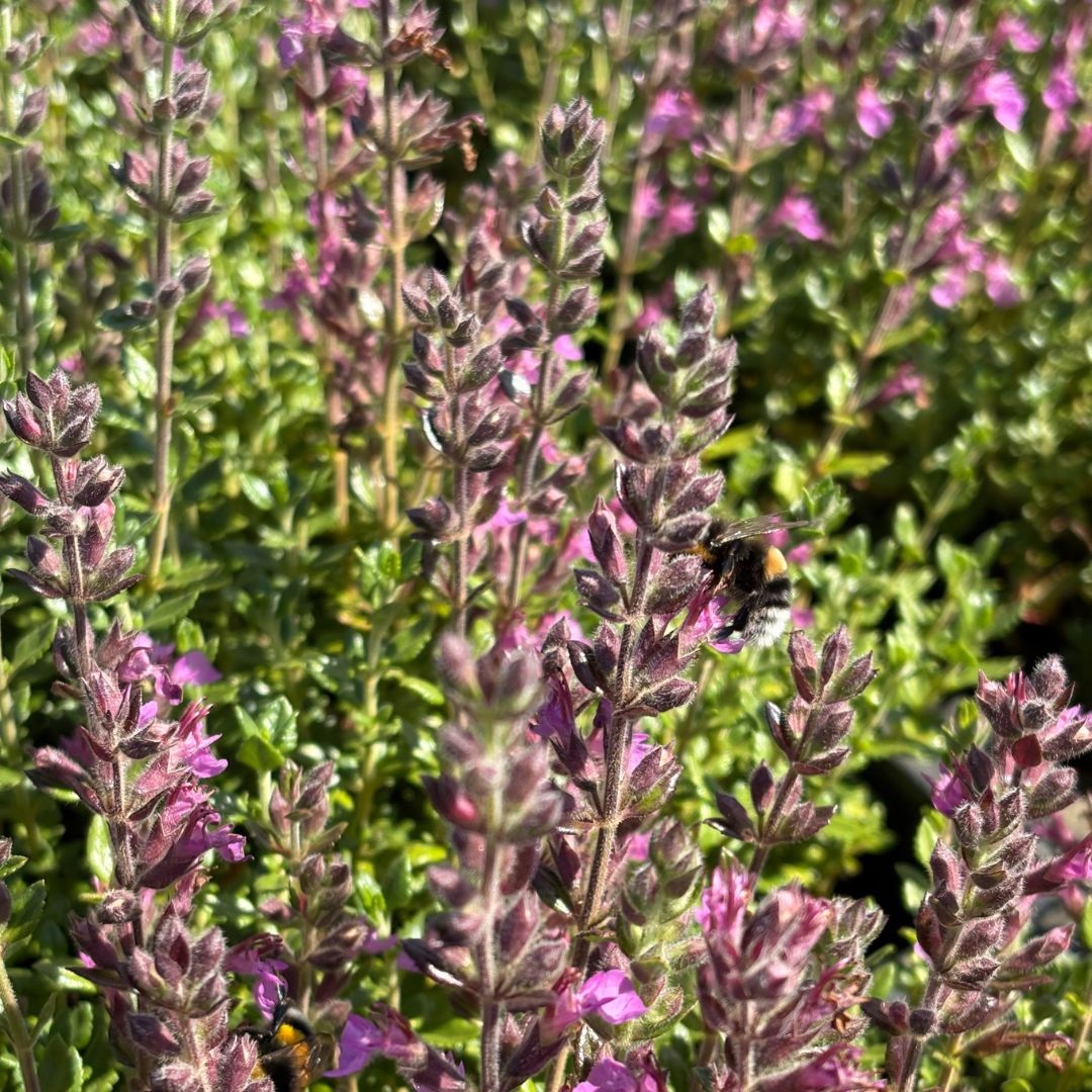 Teucrium lucidrys (Gamander)