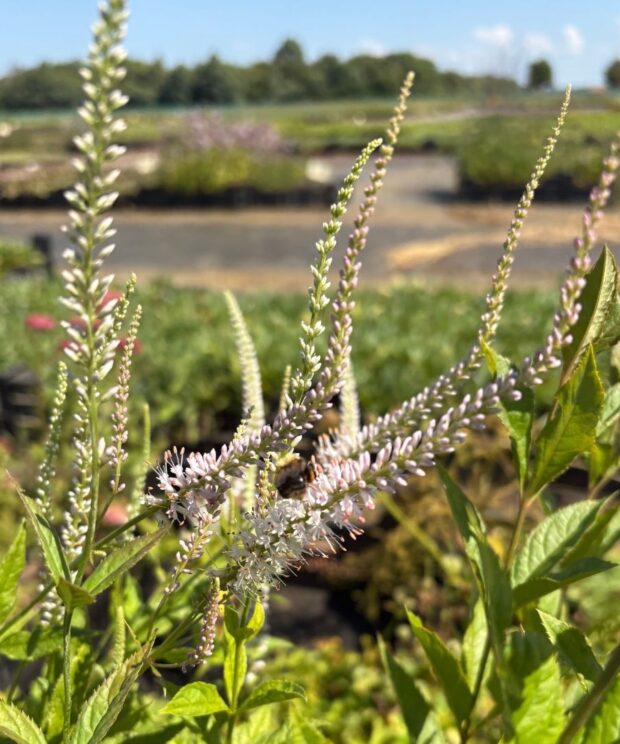 Veronicastrum virginicum 'Album' (Virginische Ereprijs)