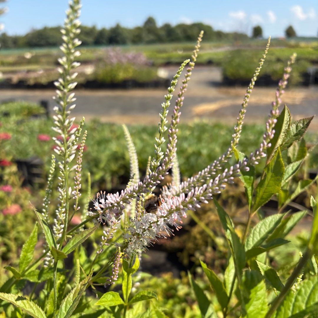 Veronicastrum virginicum 'Album' (Virginische Ereprijs)
