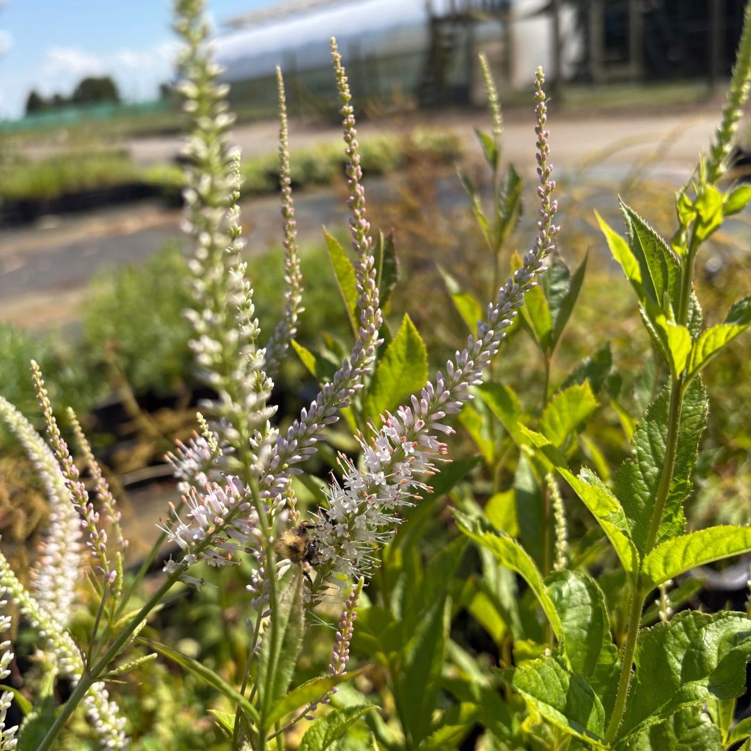 Veronicastrum virginicum 'Album' (Virginische Ereprijs)