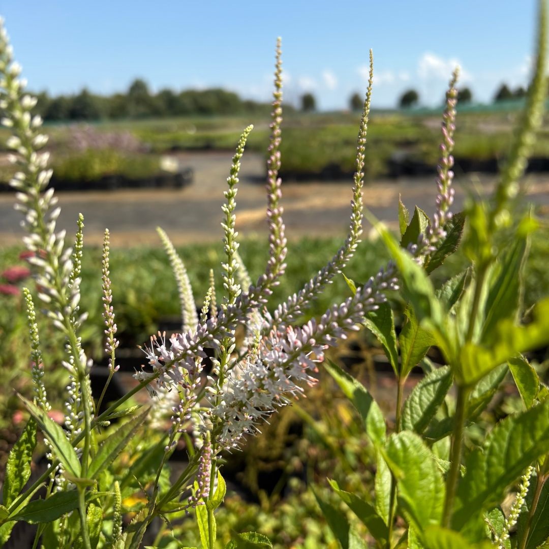 Veronicastrum virginicum 'Album' (Virginische Ereprijs)