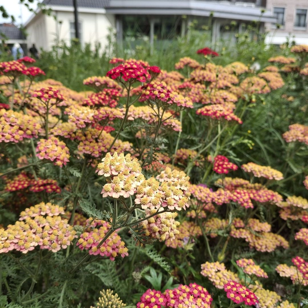 Achillea millefolium 'Paprika' (Duizendblad)