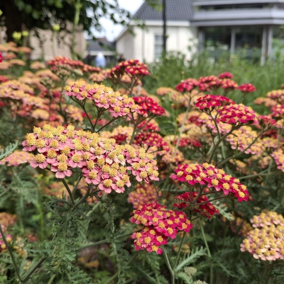 Achillea millefolium 'Paprika' (Duizendblad)