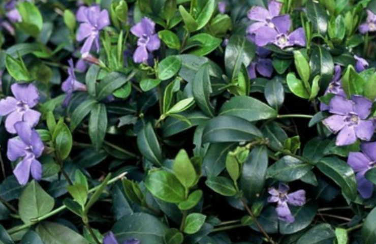 Groenblijvende Bodembedekkers: Ook in de winter een groene tuin!