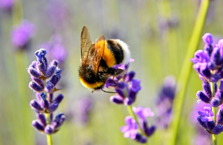Maak van je tuin een bruisende bijenweide met vaste planten