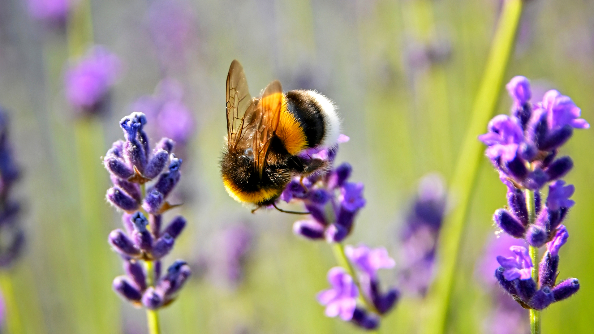 Maak van je tuin een bruisende bijenweide met vaste planten