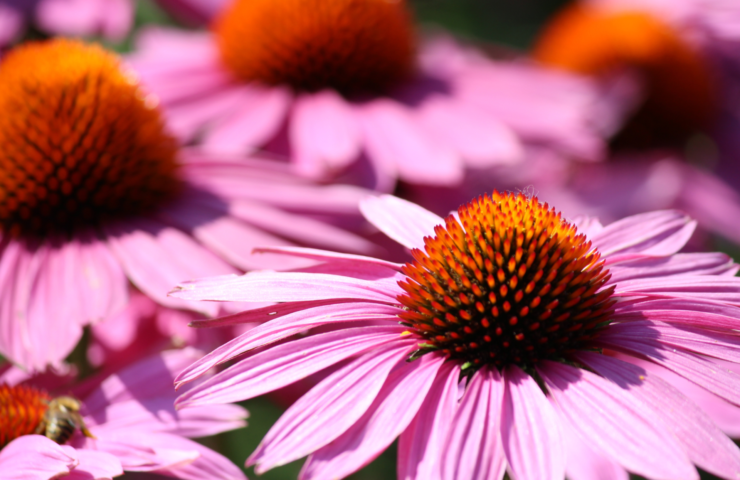 Echinacea: een kleurrijk feest in je tuin