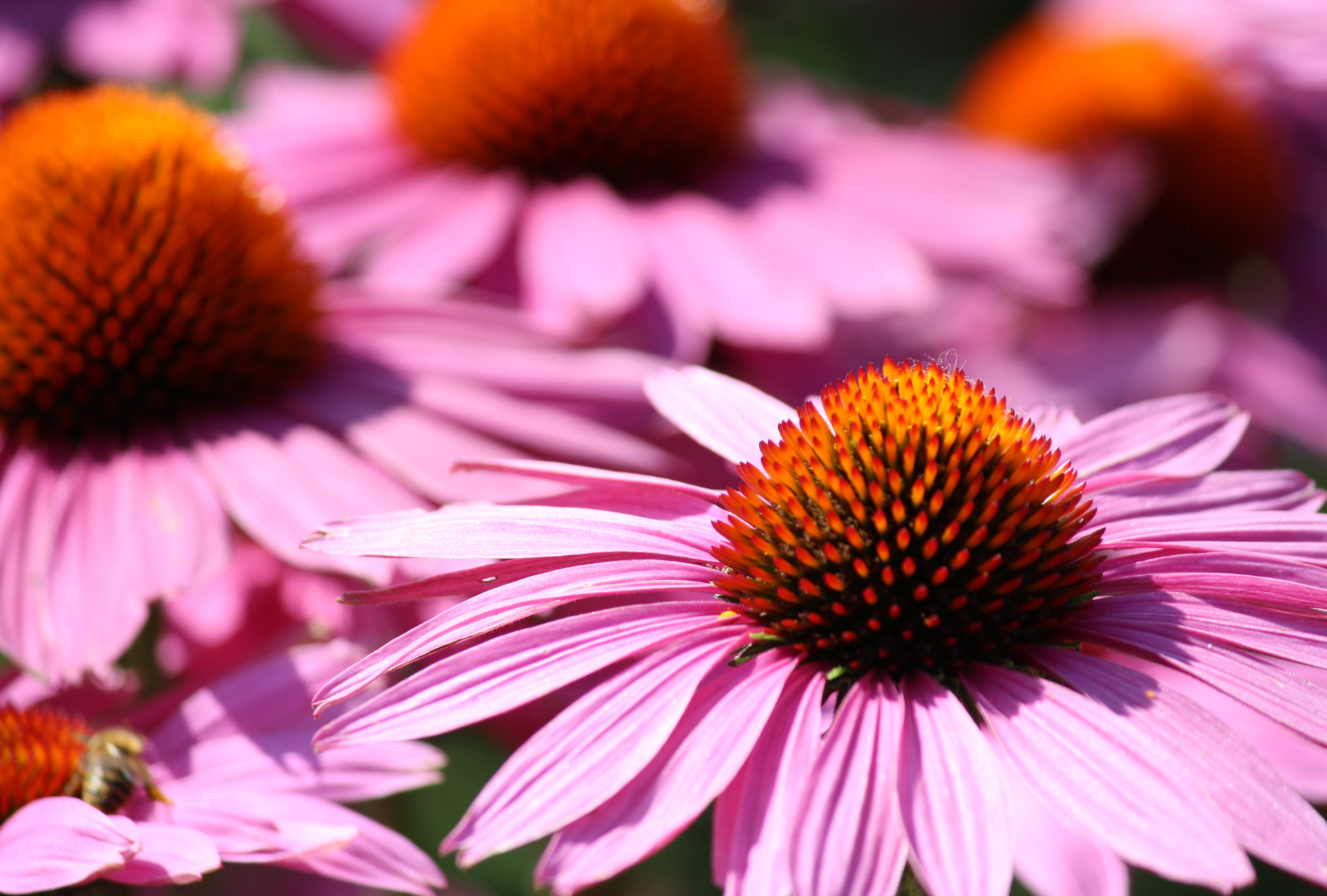 Echinacea: een kleurrijk feest in je tuin