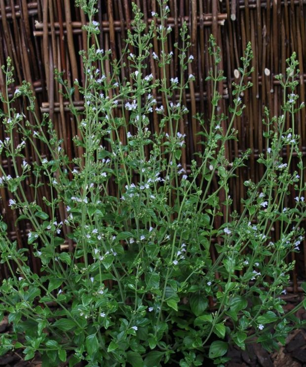 Calamintha nepeta nepeta (Steentijm)