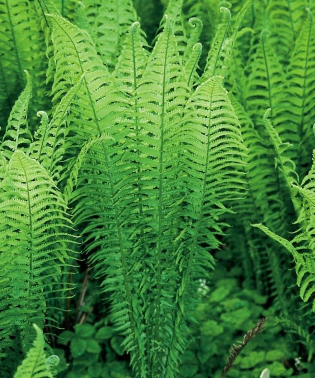 vaste-tuin-planten-matteuccia-struthiopteris