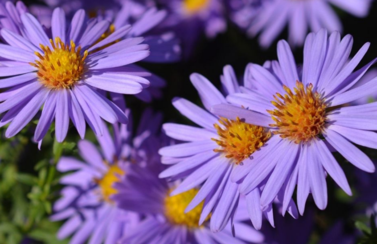 Asters geven je tuin een kleurrijke herfstboost