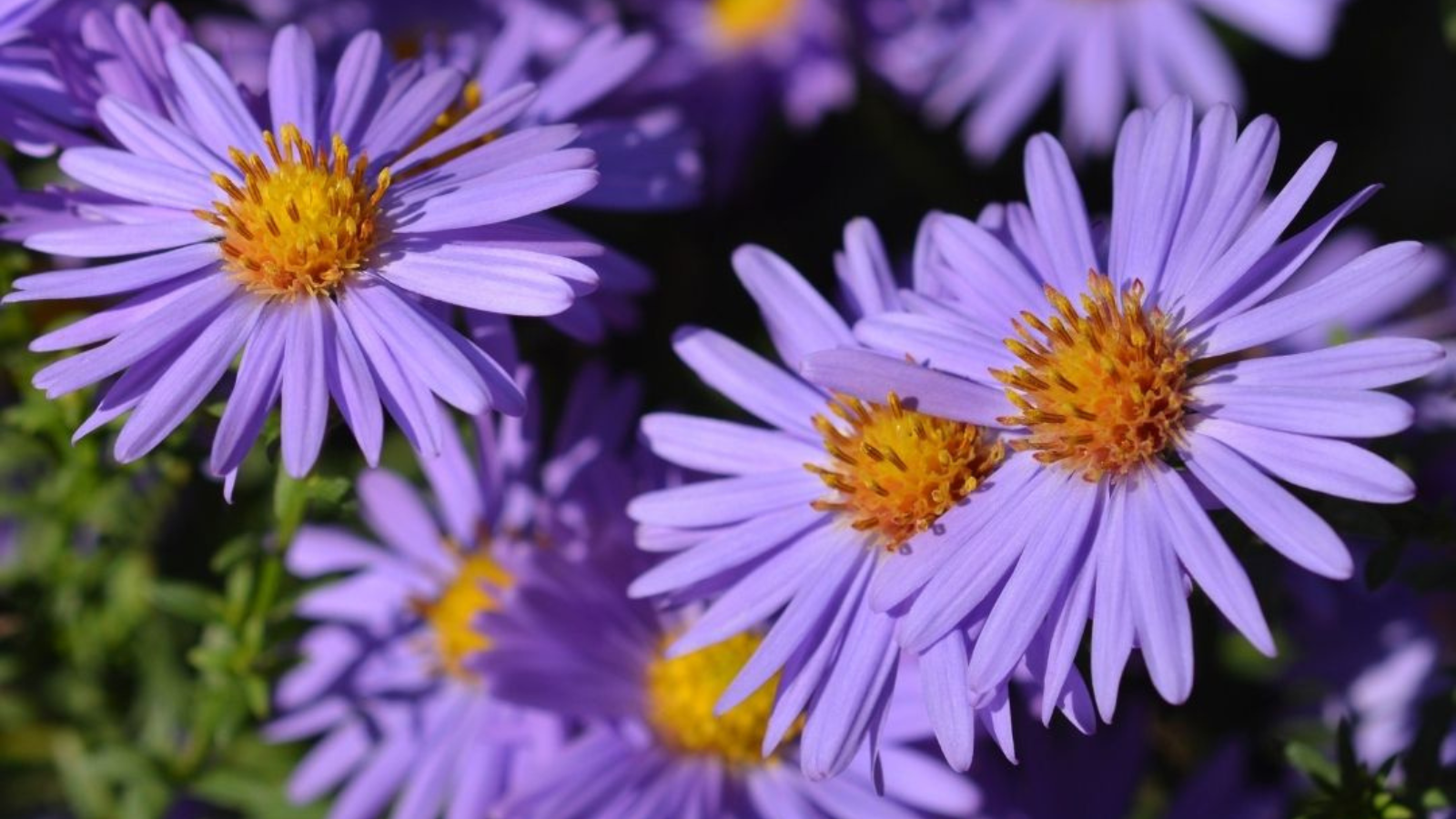 Asters geven je tuin een kleurrijke herfstboost