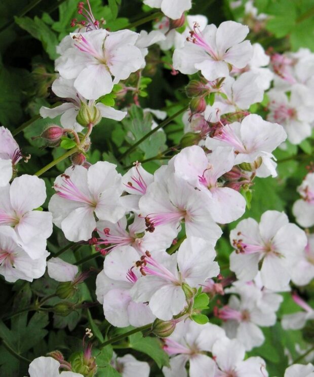 Geranium cantabrigiense 'Biokovo' (Ooievaarsbek)